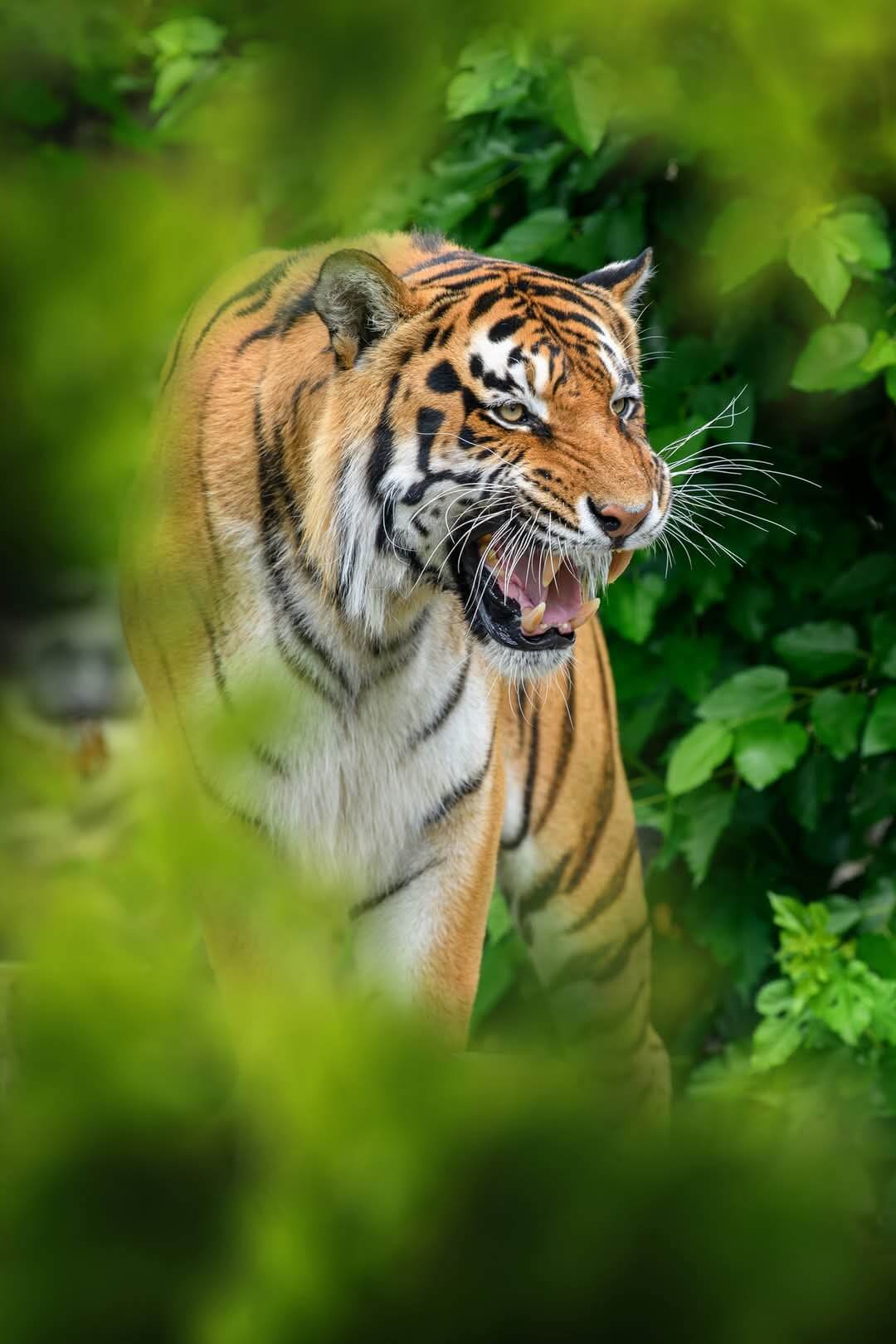 Sundarbans